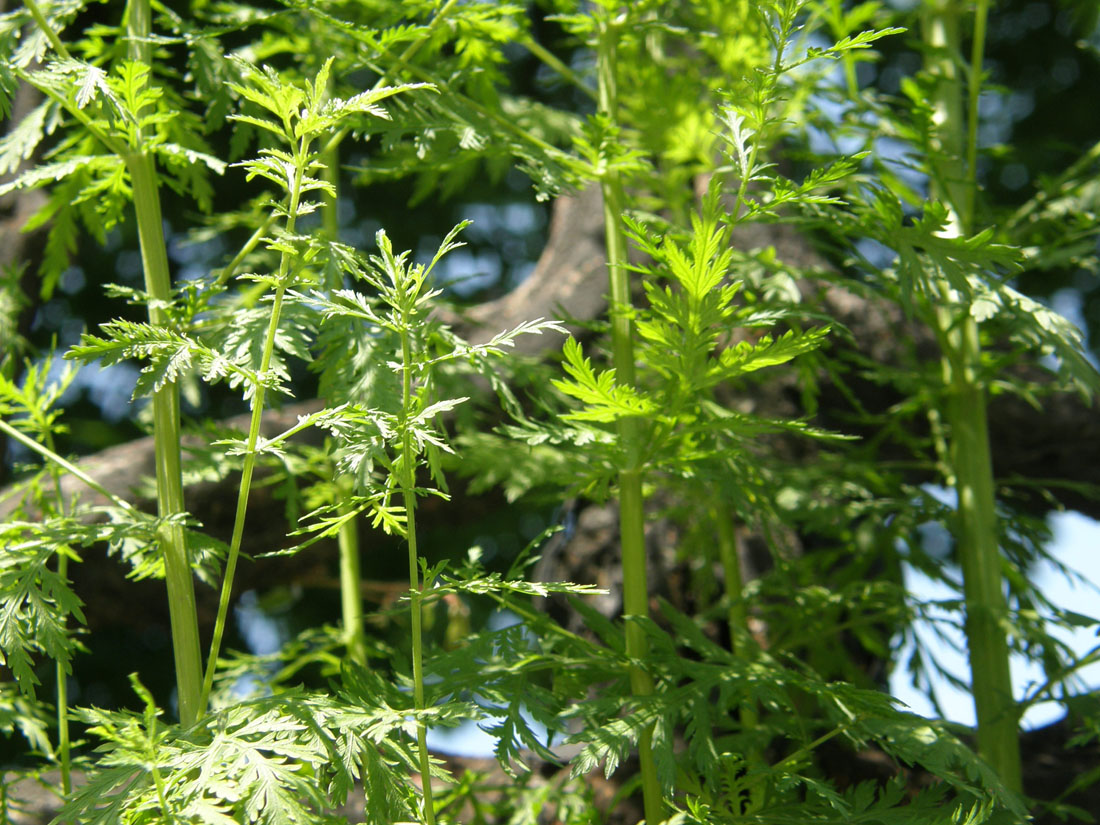 Image of Artemisia annua specimen.