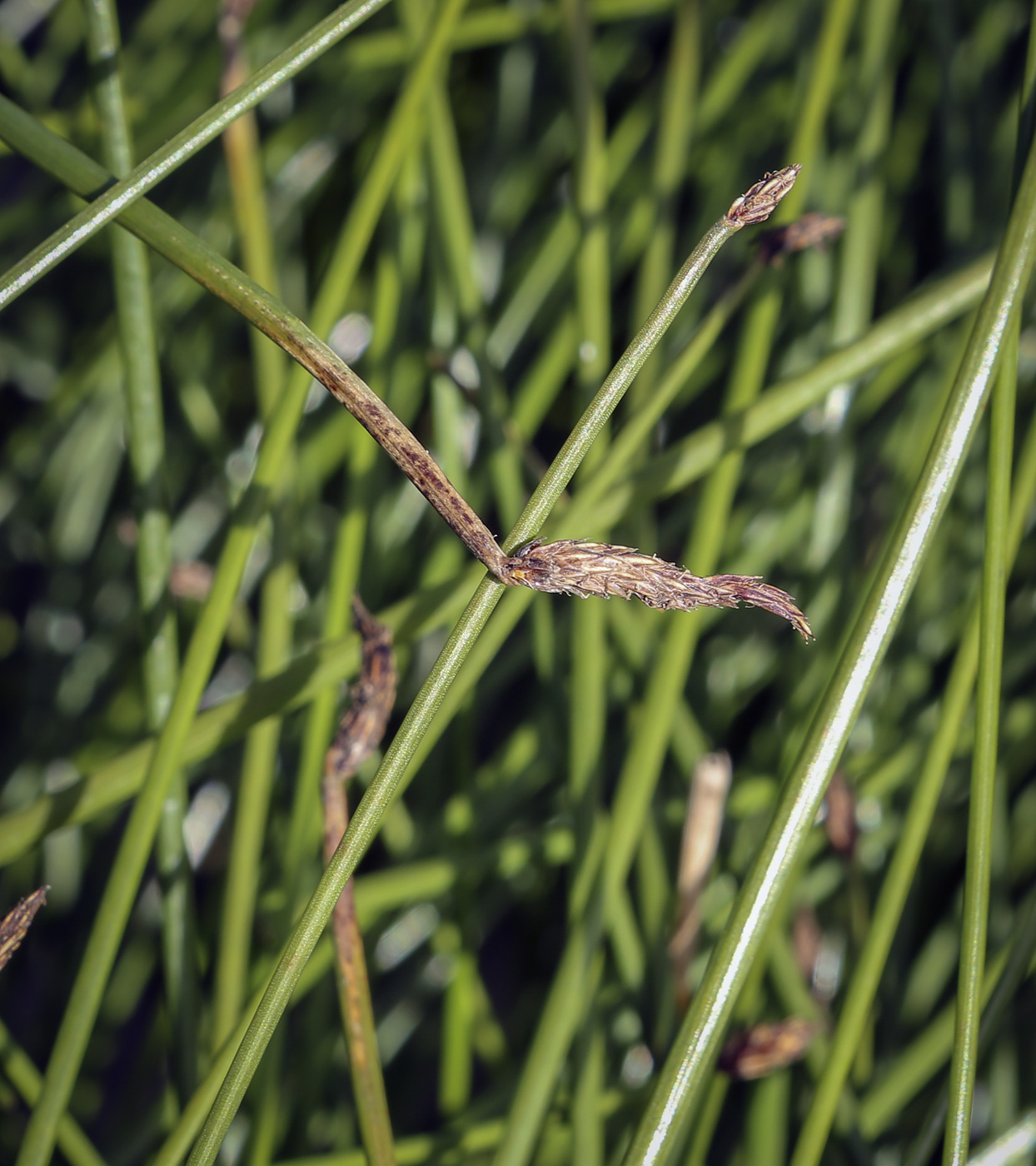 Image of genus Eleocharis specimen.