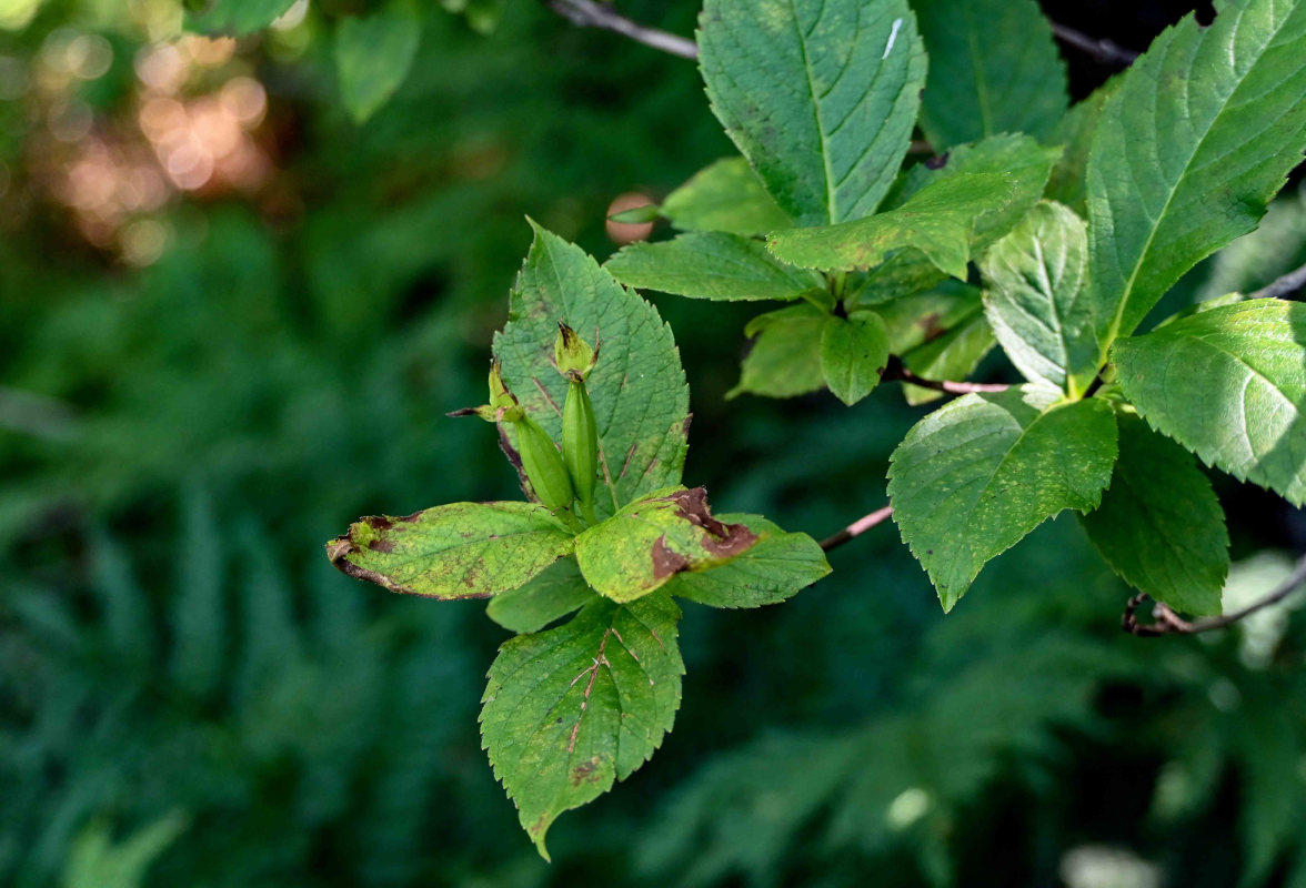 Image of Weigela middendorffiana specimen.