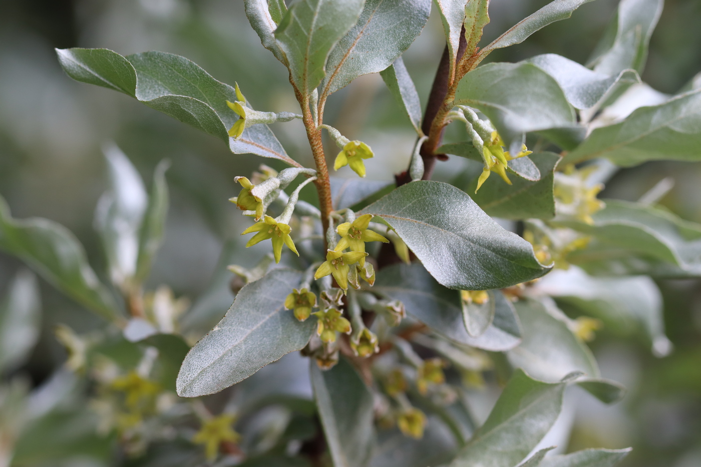 Image of Elaeagnus commutata specimen.