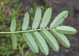 Sanguisorba tenuifolia. Стеблевой лист (абаксиальная поверхность). Камчатский край, Елизовский р-н, берег Авачинского залива, Халактырский пляж, опушка кустарниковых зарослей. 29.08.2022.