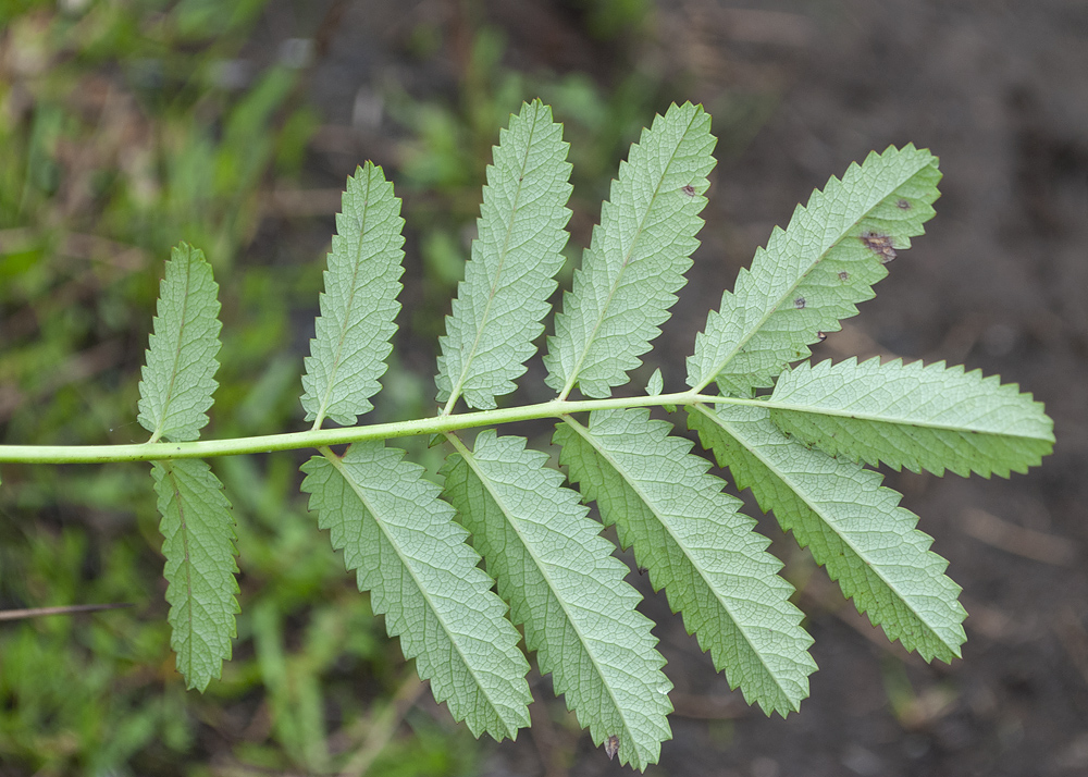 Изображение особи Sanguisorba tenuifolia.