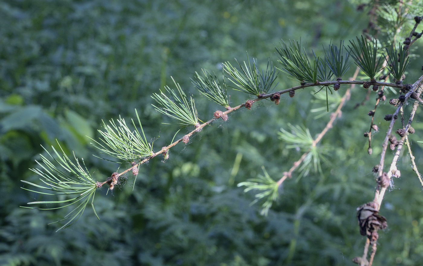 Изображение особи Larix &times; maritima.