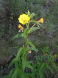 Oenothera villosa. Верхушка побега с цветками и незрелыми плодами. Томская обл., Кожевниковский р-н, окр. с. Киреевск, обрывистый берег Оби. 16.07.2017.