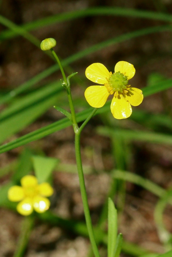 Image of Ranunculus flammula specimen.