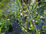 Lindernia procumbens