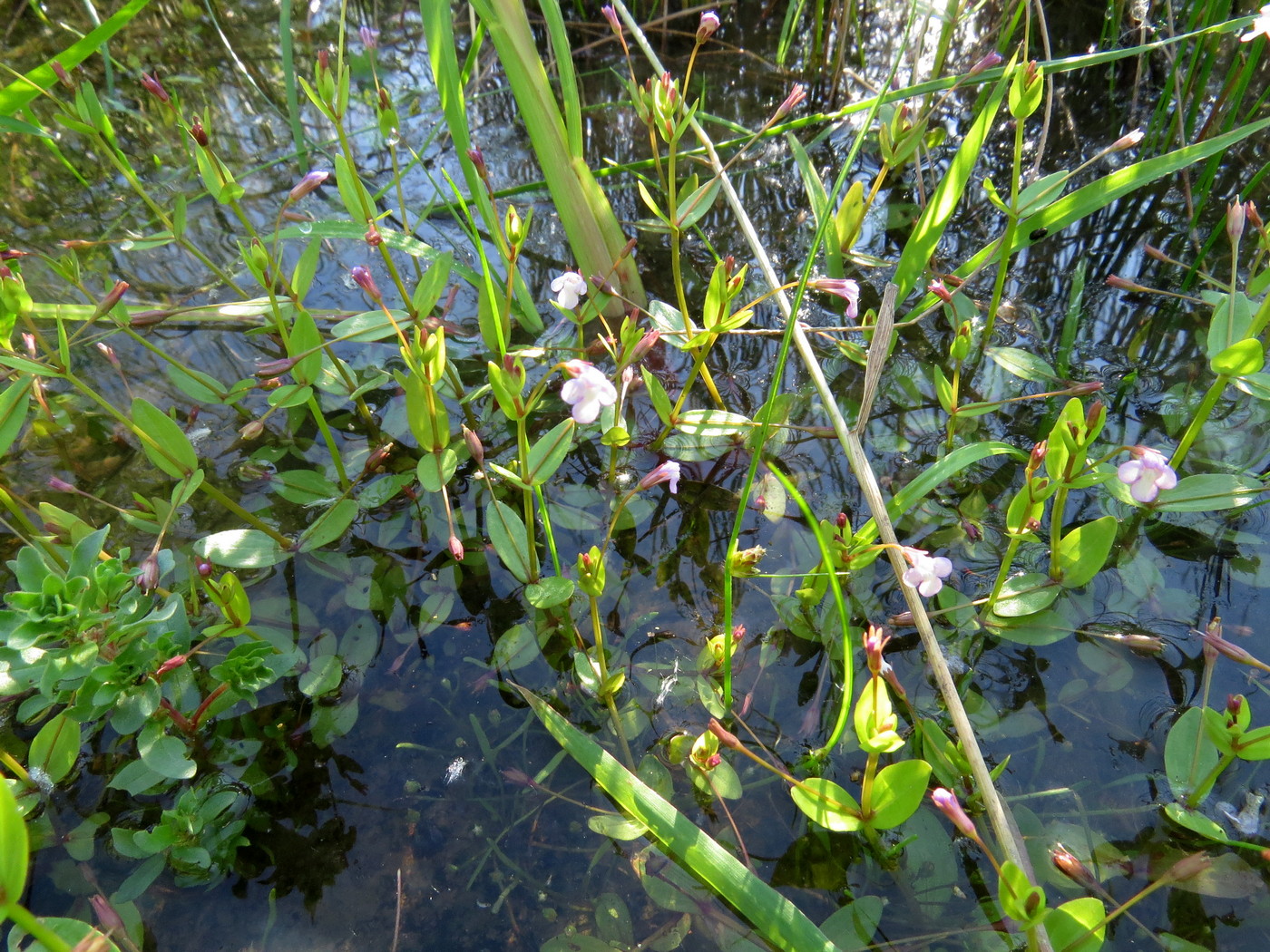 Изображение особи Lindernia procumbens.