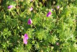 Geranium sanguineum. Верхушки цветущих и плодоносящих растений. Республика Алтай, Шебалинский р-н, с. Камлак, Горно-Алтайский ботанический сад, в культуре. 03.07.2022.