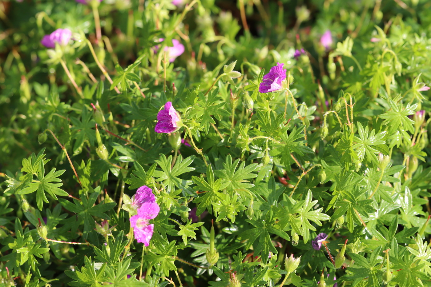 Image of Geranium sanguineum specimen.