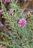 Myricaria longifolia. Верхушка ветви. Республика Алтай, Кош-Агачский р-н, верховье р. Актру, левый берег р. Актру. 06.07.2022.