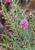 Myricaria longifolia