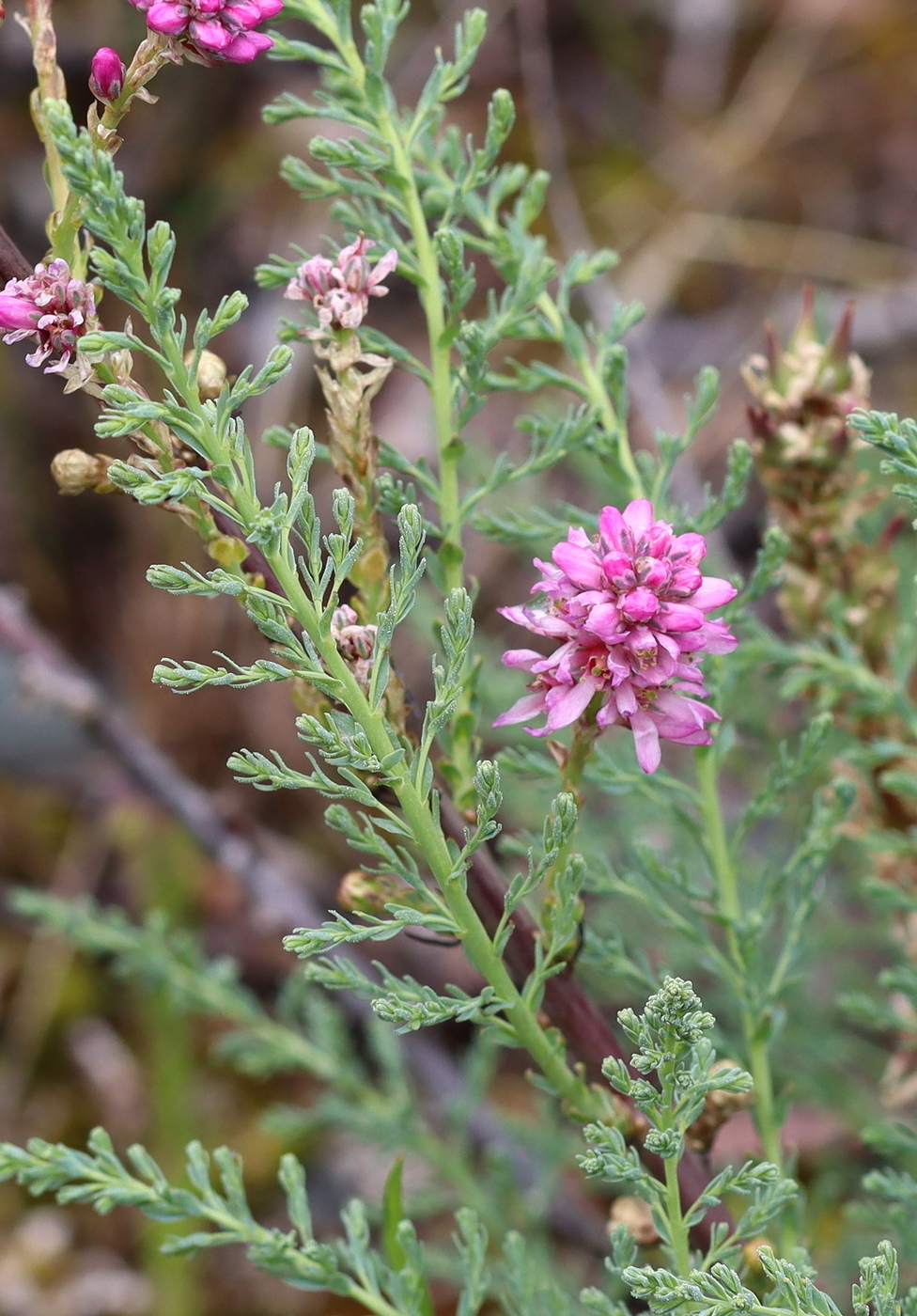 Image of Myricaria longifolia specimen.