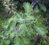 род Malus