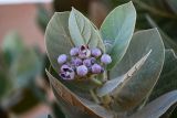 Calotropis procera. Верхушка побега с распускающимся соцветием. Марокко, обл. Драа - Тафилалет, пустыня Сахара, окр. дер. Мерзуга, Эрг Шебби, склон бархана. 03.01.2023.