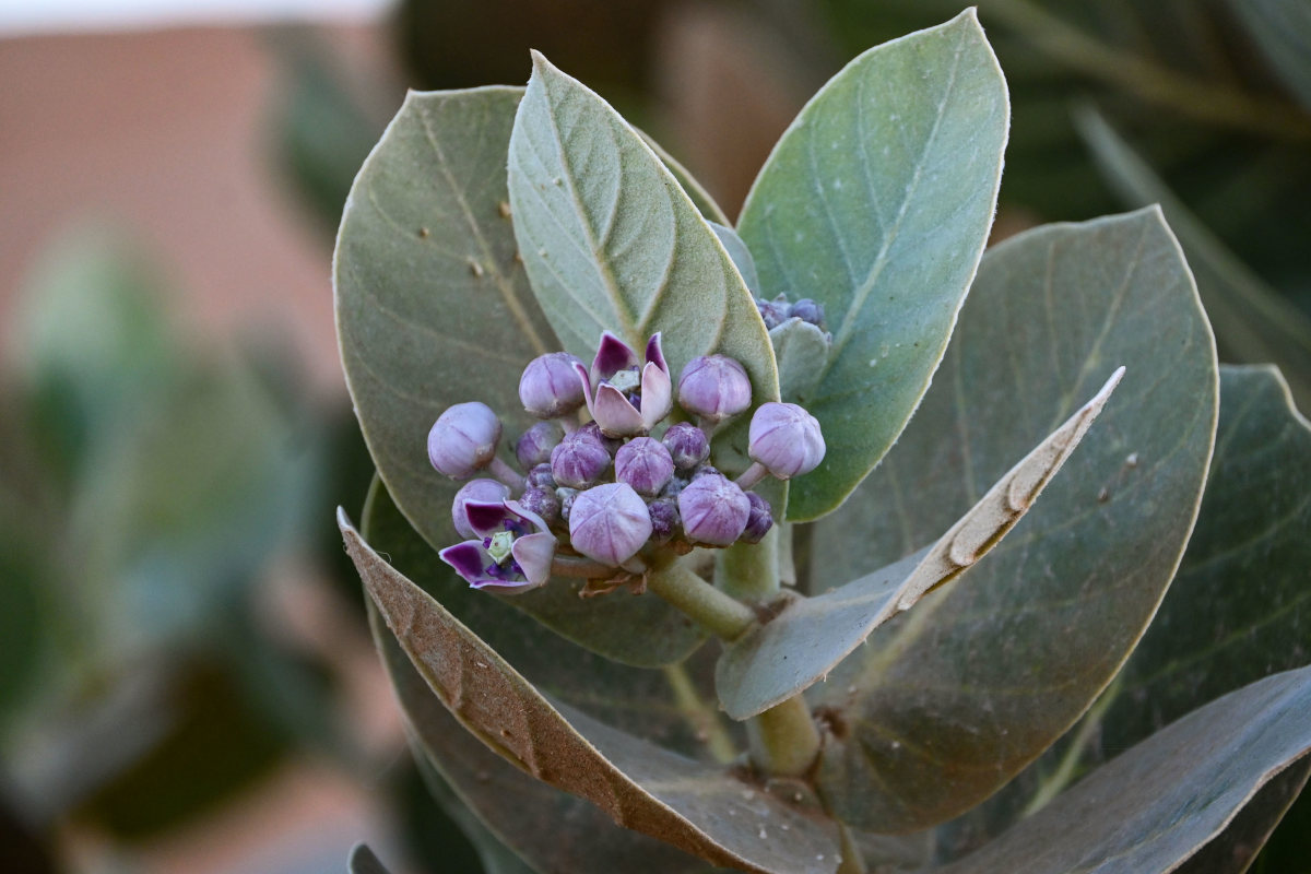 Изображение особи Calotropis procera.