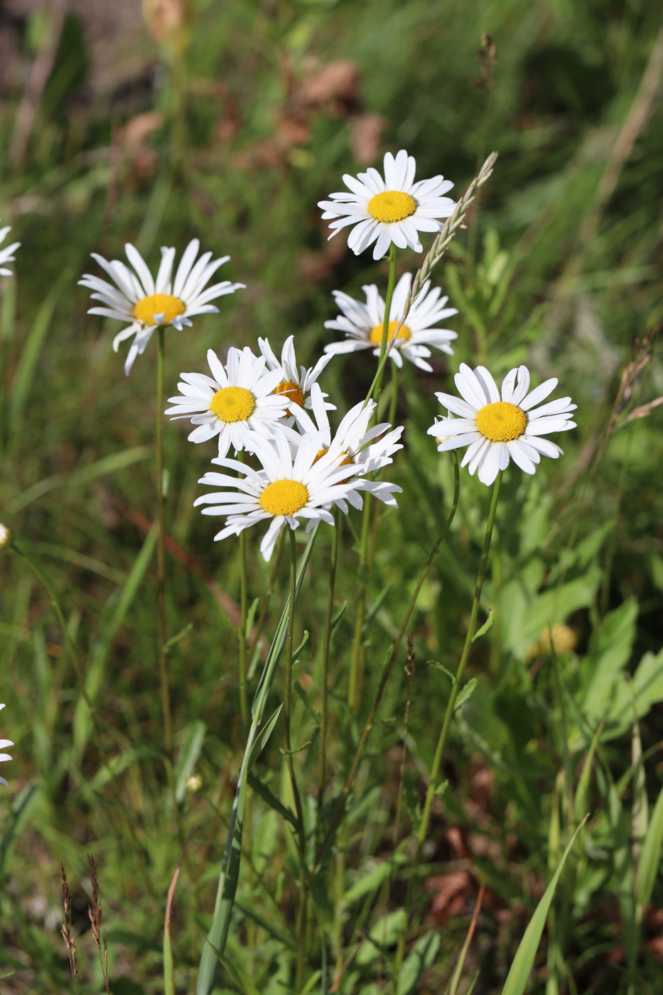 Image of Leucanthemum vulgare specimen.