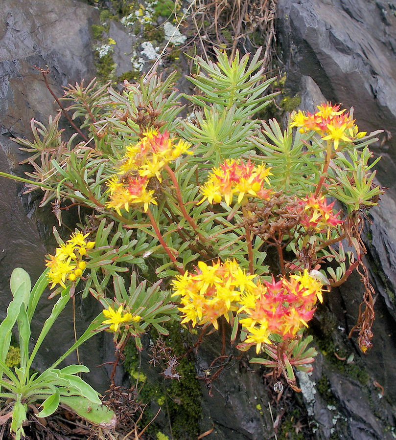Image of Aizopsis middendorfiana specimen.