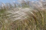 род Stipa. Верхушки плодоносящих растений. Волгоградская обл., Иловлинский р-н, окр. хут. Вилтов, дол. р. Дон, разнотравная степь. 31.05.2022.