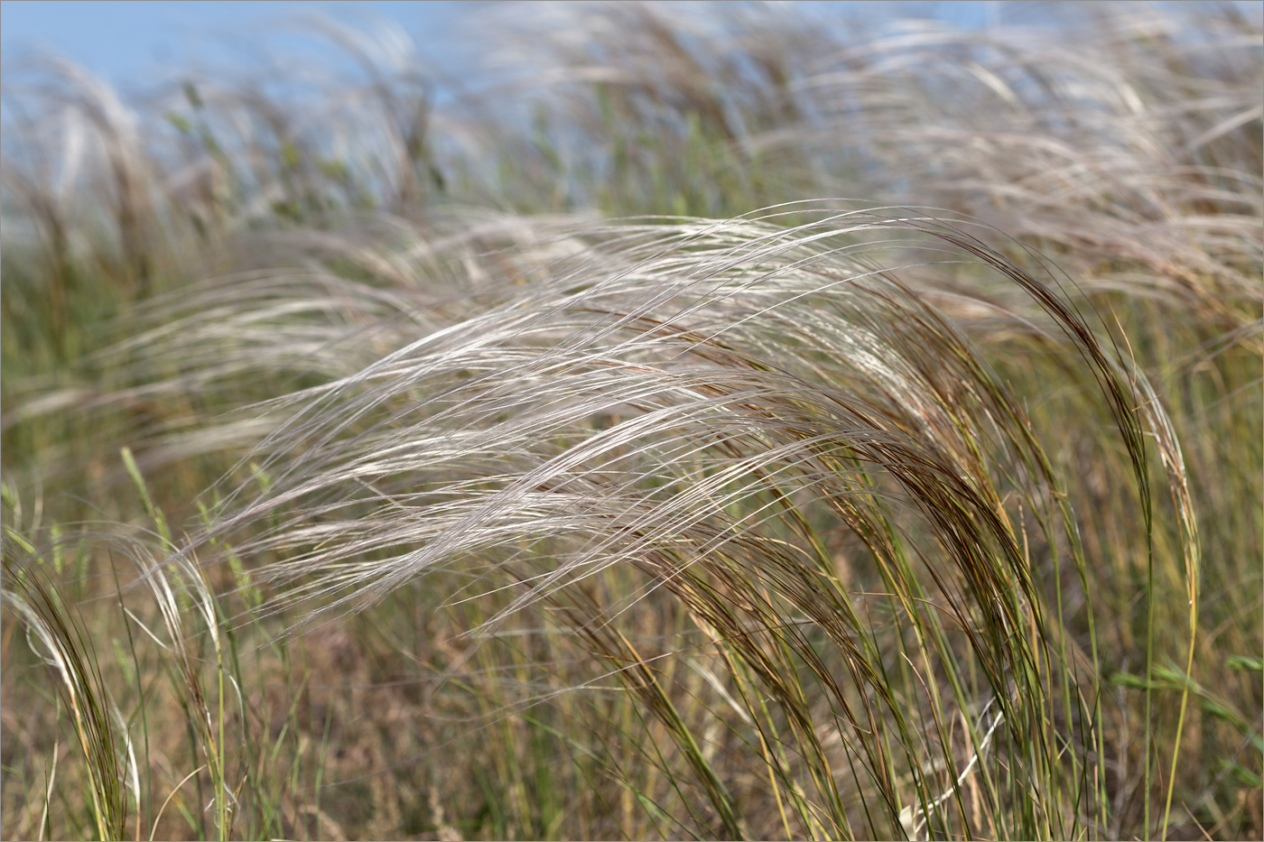 Изображение особи род Stipa.