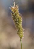 Polypogon monspeliensis