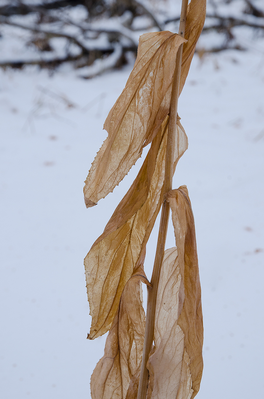 Image of Digitalis grandiflora specimen.