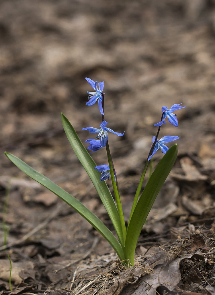 Изображение особи Scilla siberica.