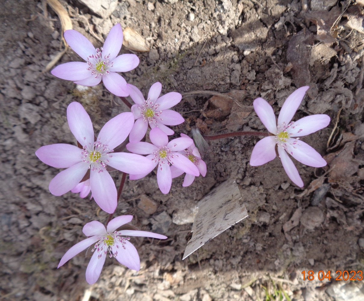 Image of Hepatica nobilis specimen.