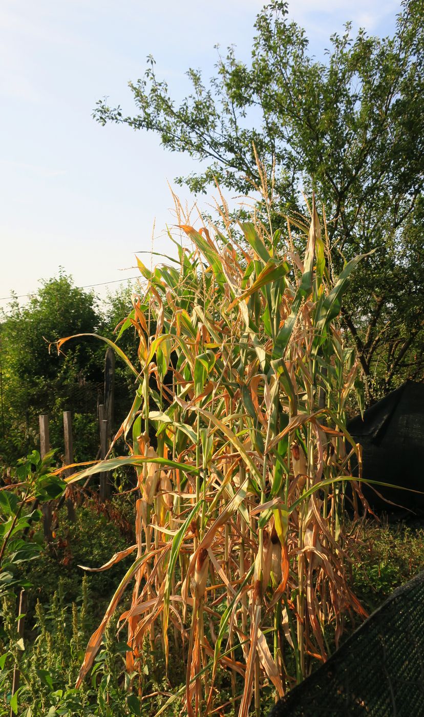 Image of Zea mays specimen.