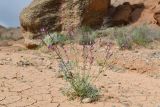 Astragalus intarrensis