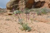 Astragalus intarrensis. Цветущее растение с колонией тли. Таджикистан, Согдийская обл., Исфара, пестроцветы. 1 мая 2023 г.