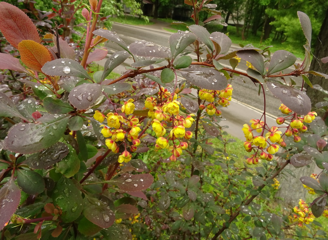 Изображение особи Berberis vulgaris f. atropurpurea.