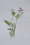 Vicia angustifolia