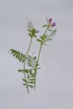 Vicia angustifolia. Цветущее растение. Республика Молдова, пригород Кишинёва. 19 мая 2010 г.