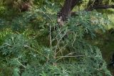 Crotalaria grahamiana