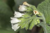 Symphytum tauricum. Соцветие. Крым, Бахчисарайский р-н, окр. пгт Куйбышево. 02.05.2020.