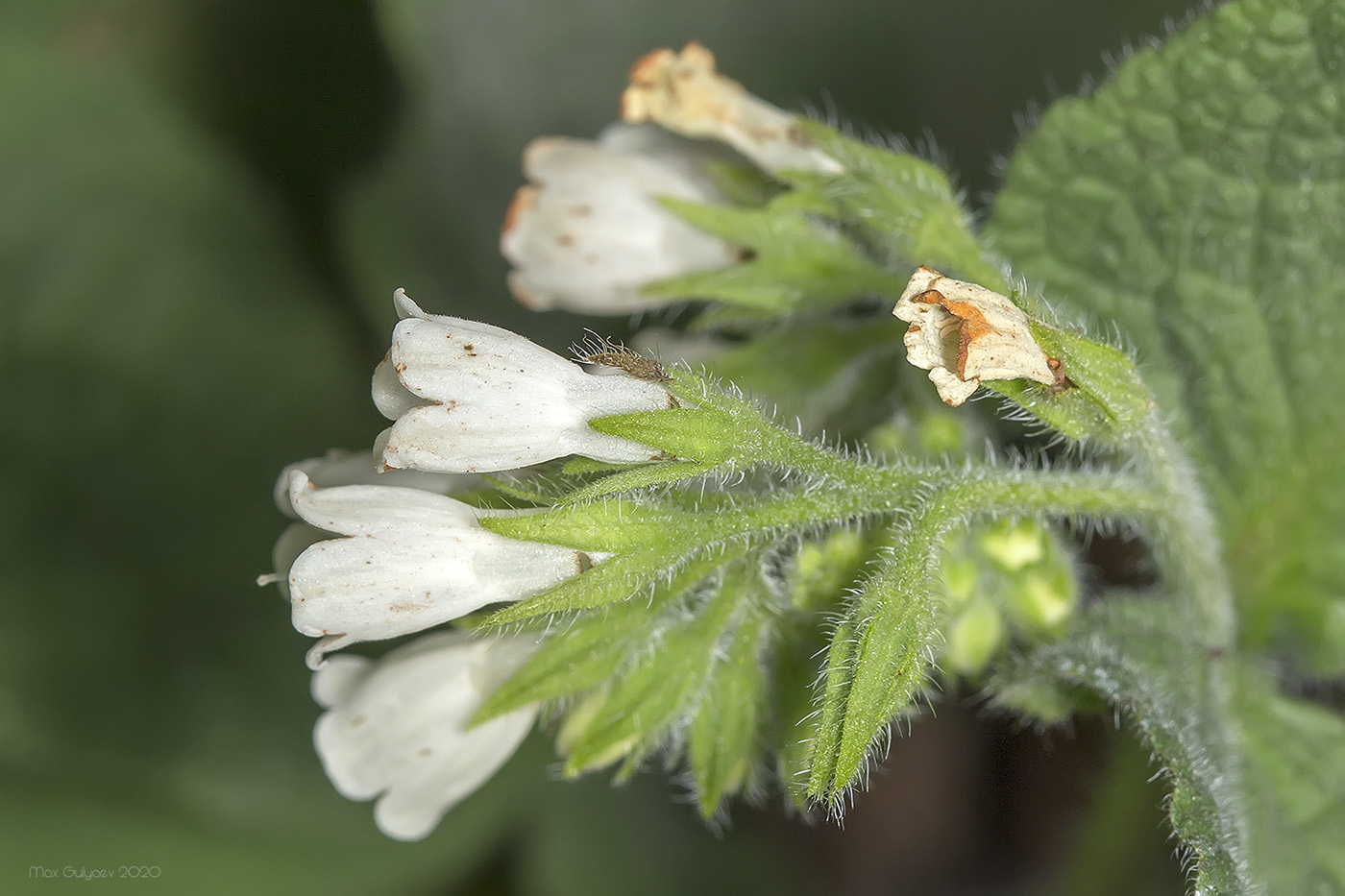 Image of Symphytum tauricum specimen.