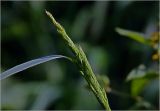 Calamagrostis epigeios