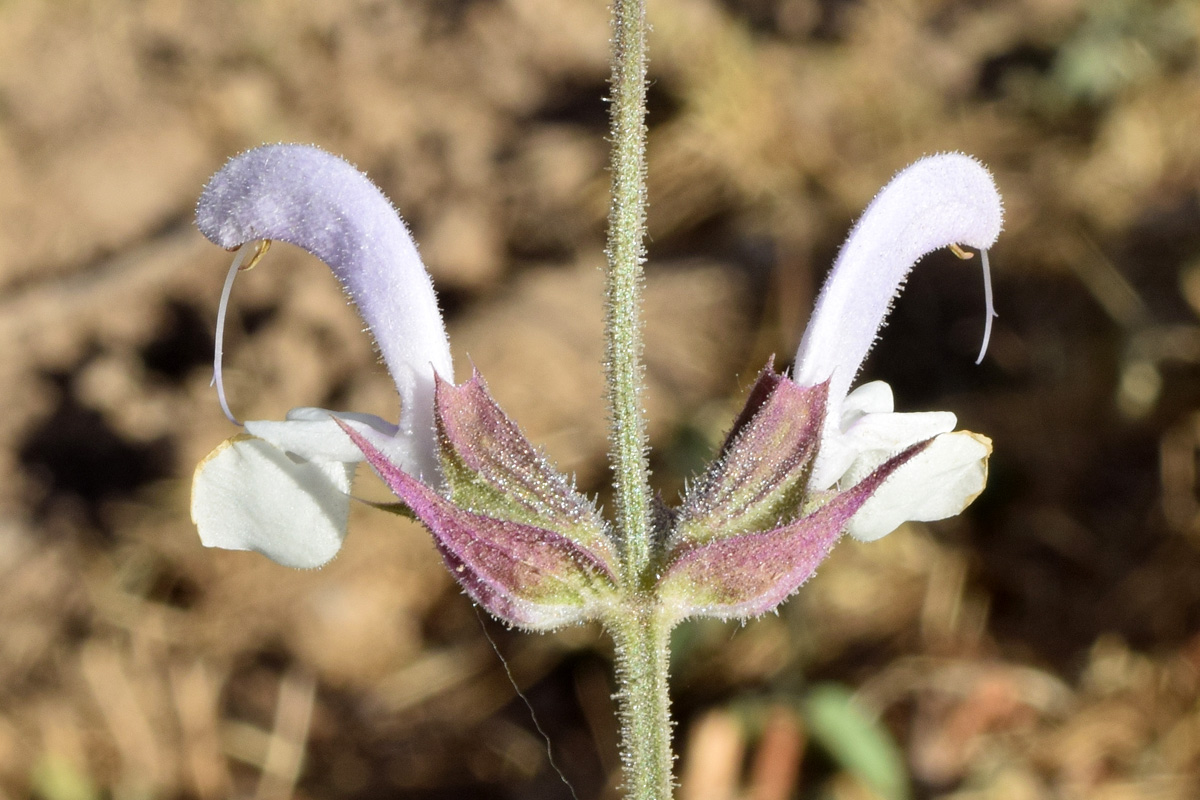 Image of Salvia sclarea specimen.