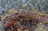 Saxifraga spinulosa