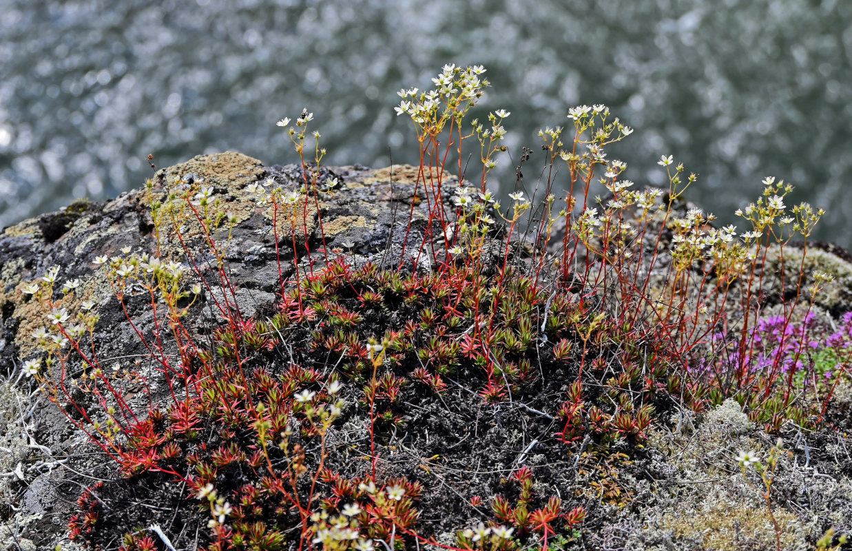 Image of Saxifraga spinulosa specimen.