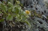 Novosieversia glacialis. Цветущее растение. Камчатский край, гора Алней. 16.07.2009.