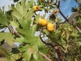 Crataegus pontica. Ветви с плодами. Казахстан, хр. Сырдарьинский Каратау, ущ. Беркара, ≈ 800 м н.у.м., саванноиды на склоне юго-вост. экспозиции; крайнее сев.-вост. местонахождение вида. 1 октября 2023 г.