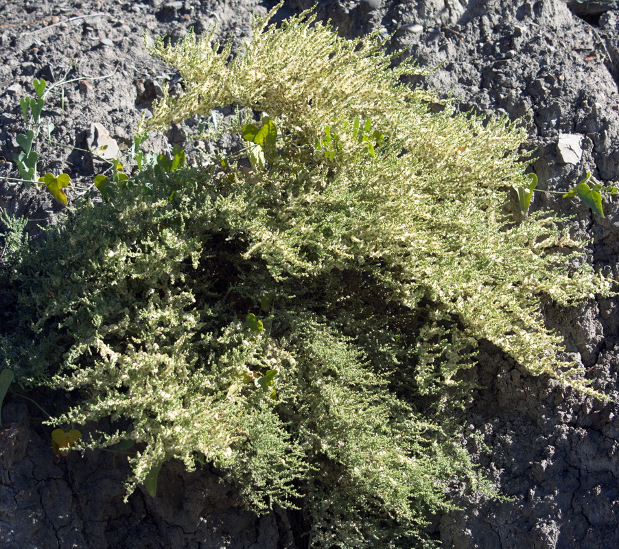 Image of Salsola dendroides specimen.