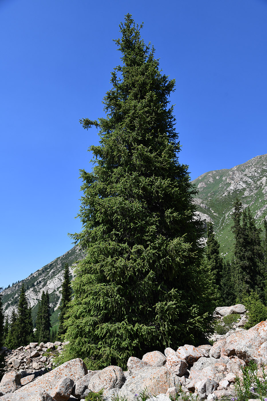 Изображение особи Picea schrenkiana.