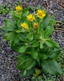 Senecio pseudoarnica