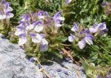 Scutellaria alpina