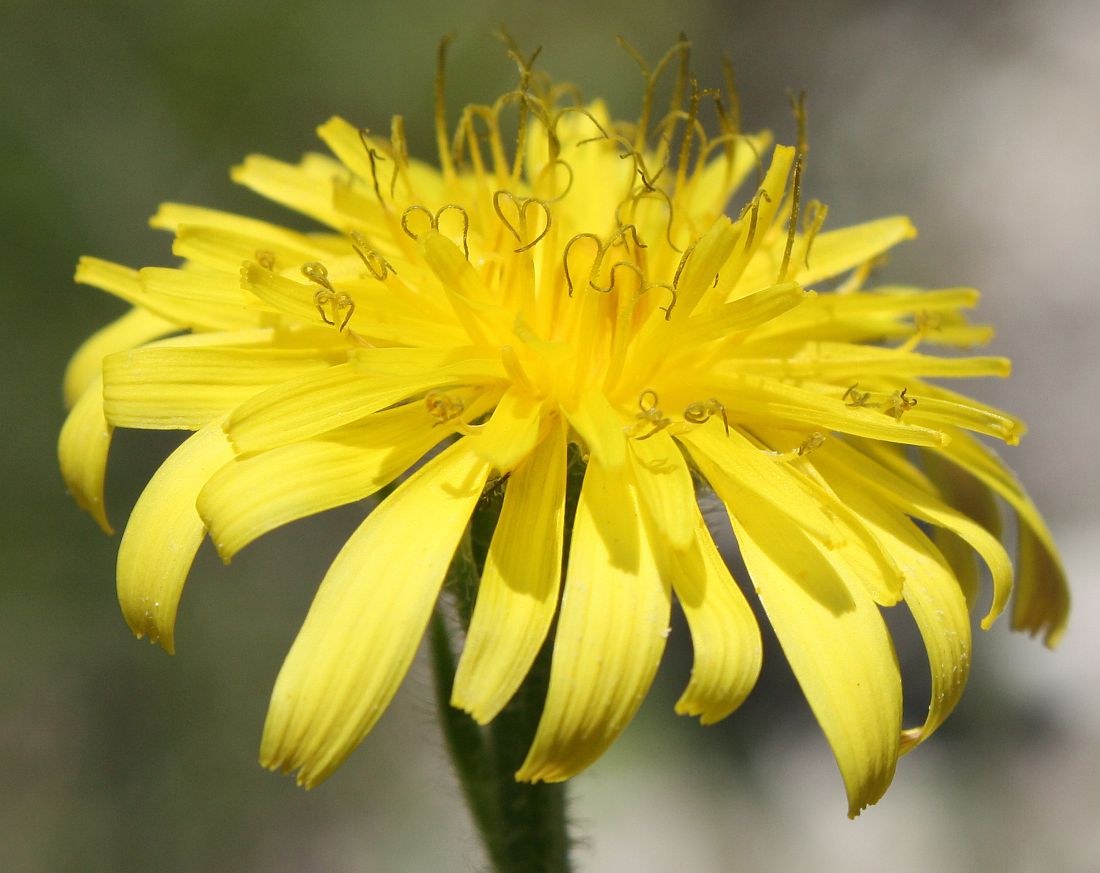 Image of Crepis rhoeadifolia specimen.