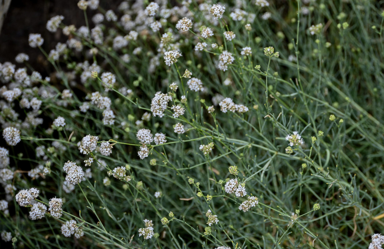 Image of Gypsophila capitata specimen.