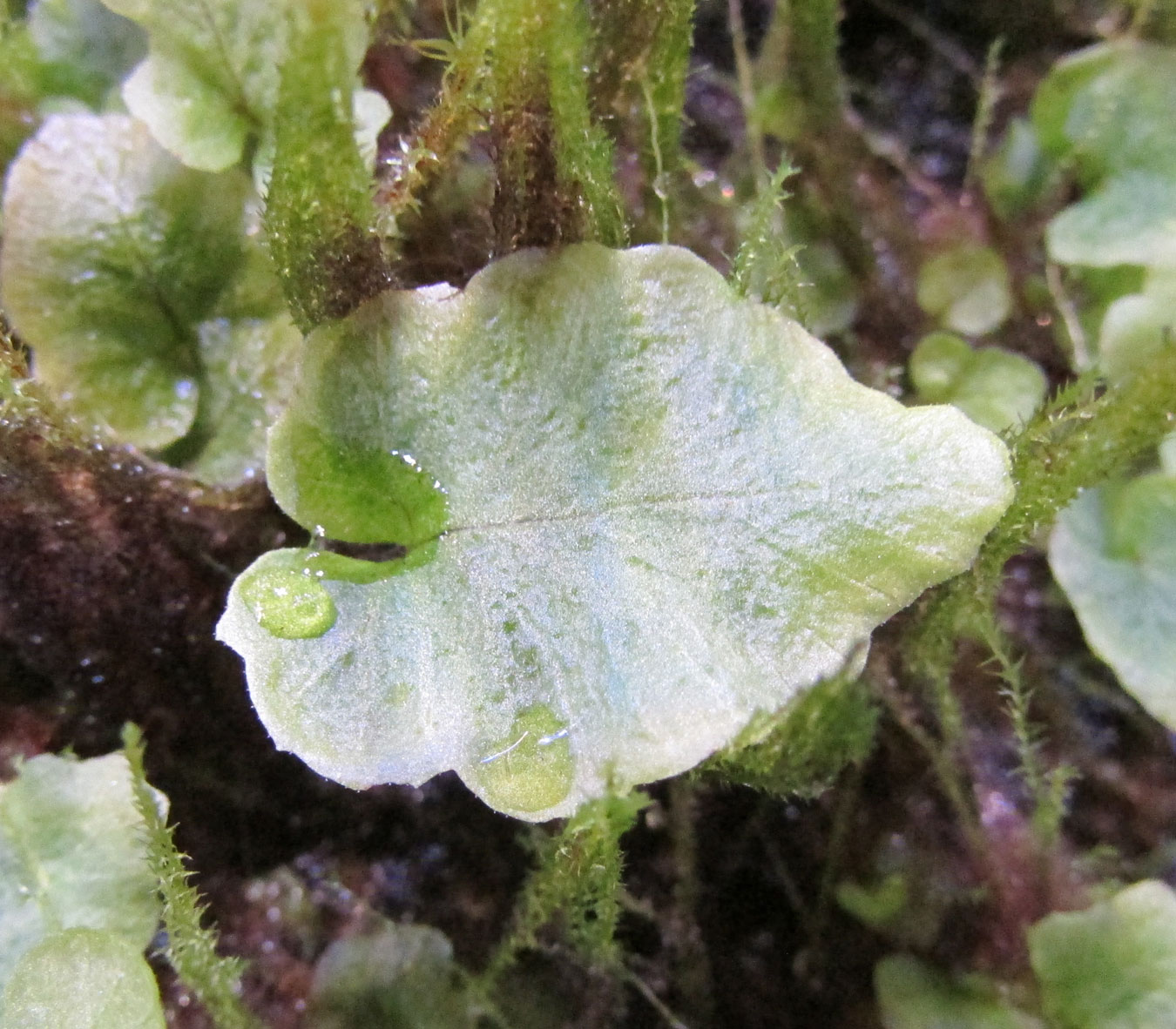 Image of Dryopteris sieboldii specimen.