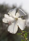 Hibiscus rosa-sinensis. Цветок. Израиль, г. Ришон-ле-Цион, в культуре. 25.11.2023.